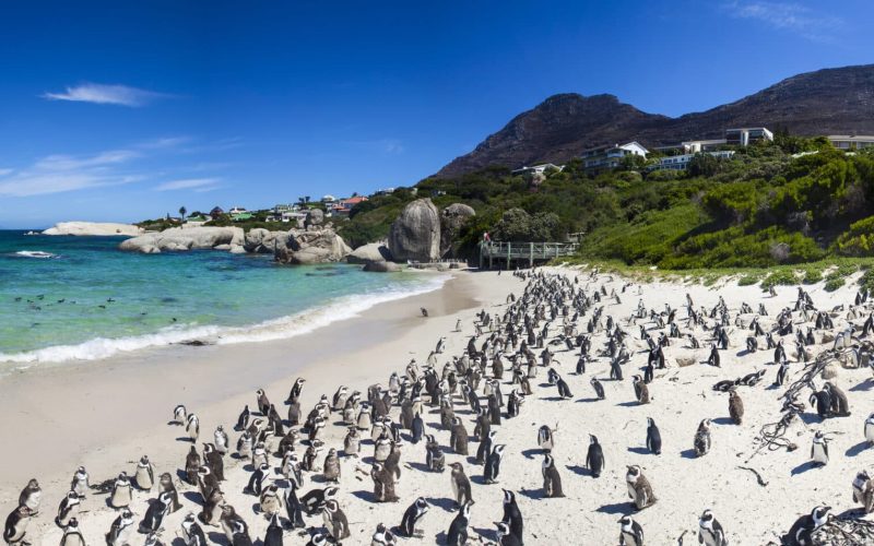 Boulders beach in Simons Town, Cape Town, South Africa. Beautiful penguins.