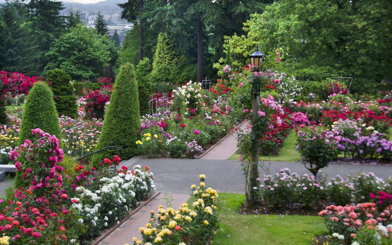 Portland Rose garden