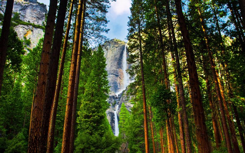 Yosemite,Waterfalls,Behind,Sequoias,In,Yosemite,National,Park,california
