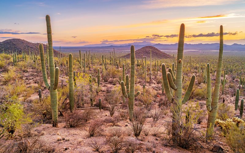 saguaro cactus forest in Saguaro National Park